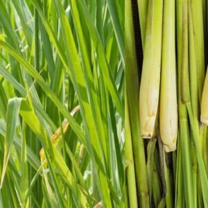 Dried Lemongrass 1kg
