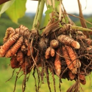 Dried Turmeric Powder